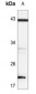 Anti-BAD (pS136) Antibody