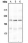 Anti-BRCA1 (pS1524) Antibody