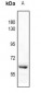 Anti-Catalase (pY386) Antibody