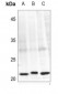Anti-Caveolin 1 (pY14) Antibody