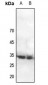 Anti-CDC2 (pY15) Antibody