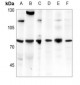 Anti-CDC25C Antibody