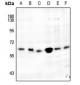 Anti-CDK8 Antibody