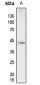 Anti-p38 (pT180) Antibody