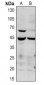 Anti-p38 (pT180) Antibody