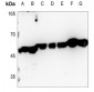 Anti-CTBP2 Antibody