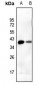 Anti-DUSP1 Antibody