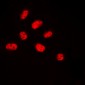Anti-NET (pS357) Antibody
