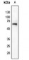 Anti-NET (pS357) Antibody