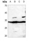 Anti-Histone H1.0 Antibody