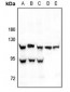 Anti-HIF1 alpha Antibody