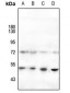 Anti-HNF4 alpha (pS313) Antibody