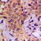 Anti-HSP90 beta (pS254) Antibody