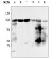 Anti-HSP90 beta (pS254) Antibody