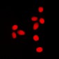 Anti-Lamin A/C (pS392) Antibody