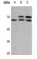 Anti-Lamin A/C (pS392) Antibody