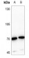 Anti-TAU (pT529) Antibody