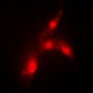 Anti-MDM2 (pS166) Antibody