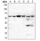 Anti-MDM2 (pS166) Antibody