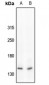 Anti-c-Met (pY1234) Antibody