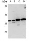 Anti-MYF6 Antibody