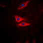 Anti-PLA2G4A (pS505) Antibody