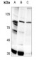 Anti-PLA2G4A (pS505) Antibody