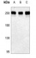 Anti-Rpb1 CTD (pS1619) Antibody