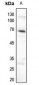 Anti-AMPK alpha 1 (pS496) Antibody