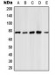 Anti-PKC zeta Antibody