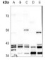 Anti-ERK2 Antibody