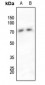 Anti-SHPTP2 (pY542) Antibody