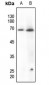 Anti-Paxillin (pY118) Antibody