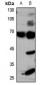 Anti-GLUT4 Antibody