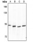 Anti-SP1 Antibody