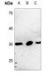 Anti-CD90 Antibody