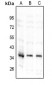 Anti-TNFAIP1 Antibody