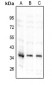 Anti-TNFAIP1 Antibody