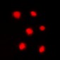 Anti-Histone H4 (pS47) Antibody