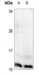 Anti-Histone H4 (pS47) Antibody