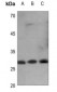 Anti-14-3-3 eta Antibody