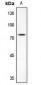 Anti-AKAP10 Antibody