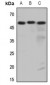 Anti-Histamine H3 Receptor Antibody