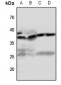 Anti-EDG7 Antibody