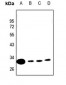 Anti-CLIC4 Antibody