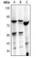 Anti-HBP1 Antibody