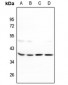 Anti-MRPL39 Antibody