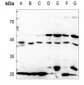 Anti-CDKL4 Antibody