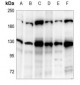 Anti-DNMT3A Antibody