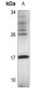 Anti-FUNDC1 Antibody